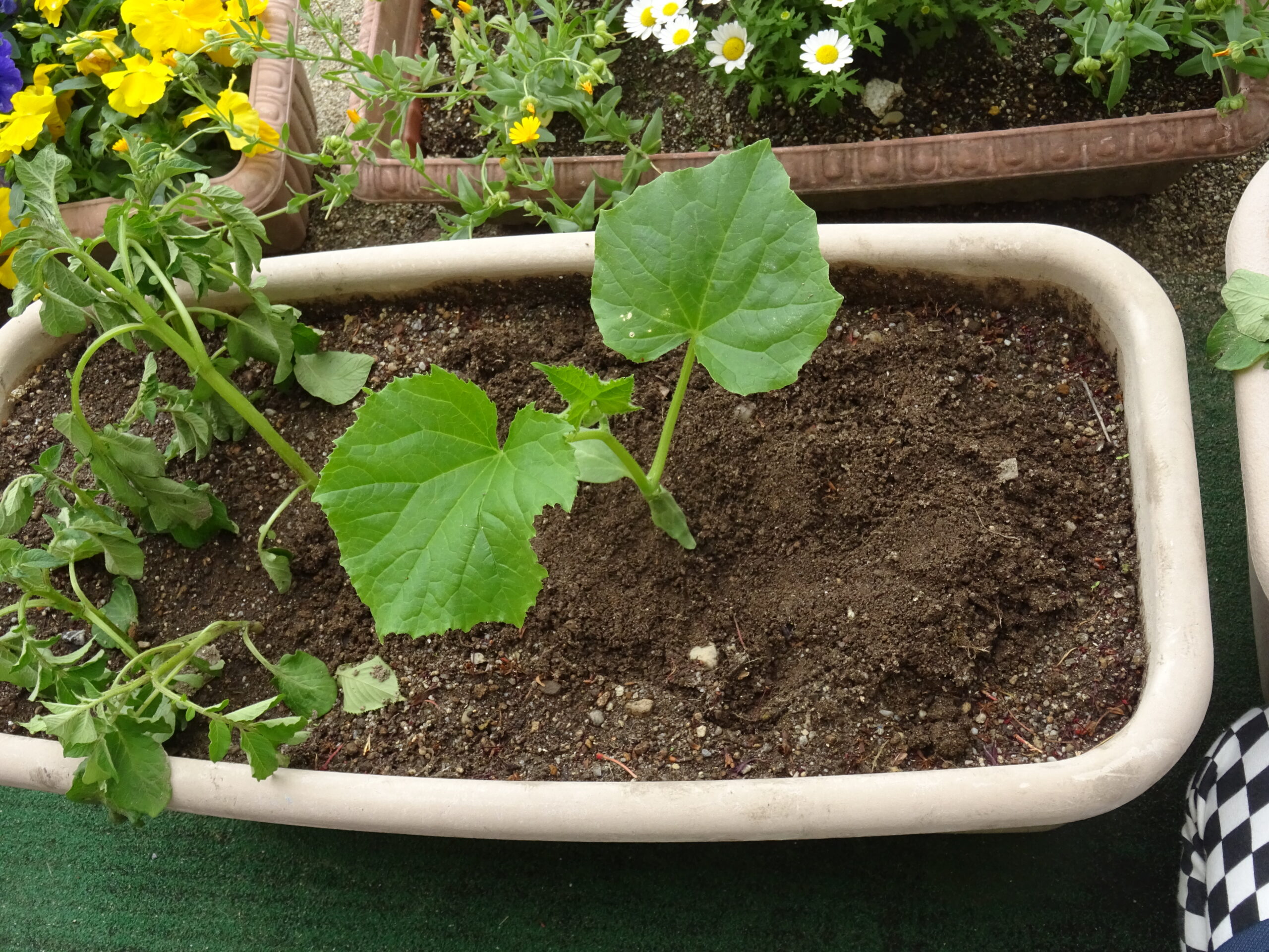 夏野菜を植えました