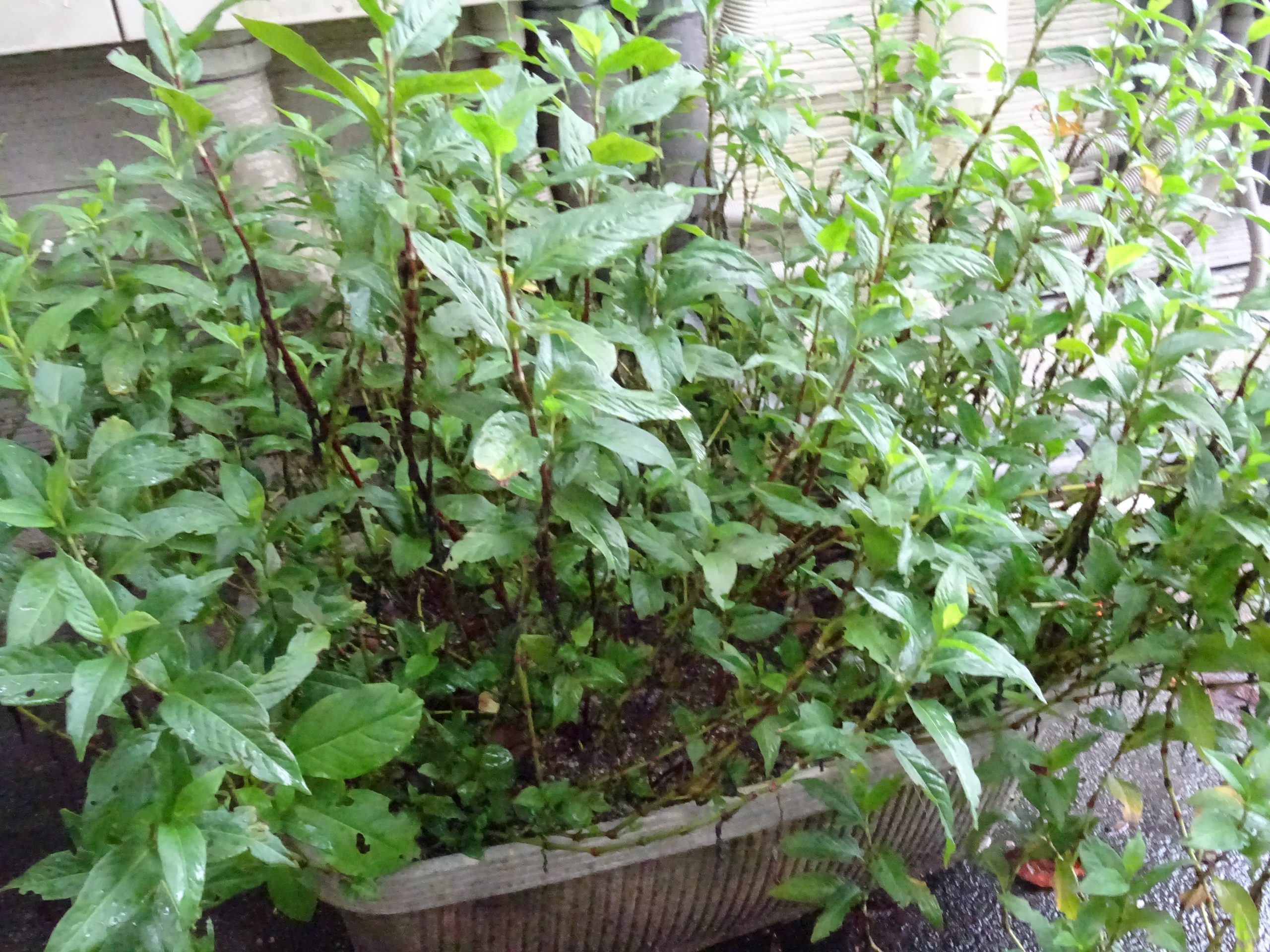 藍染